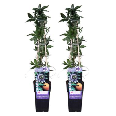 2x Passiflora caerulea – Passiebloem - ⌀15 cm - ↕ 60-70 cm product