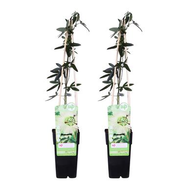 2x Passiflora Elliot – Passiebloem – ⌀ 15 cm - ↕60-70 cm product