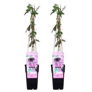 2x Passiflora Purple Haze – Passiebloem – ⌀15 cm - ↕60-70 cm product