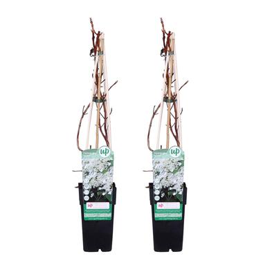 2x Hydrangea Petiolaris – Klimhortensia – ⌀15 cm - ↕60-70 cm product