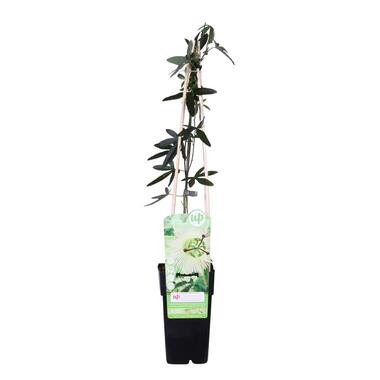Passiflora Elliot – Passiebloem – ⌀15 cm - ↕60-70 cm product