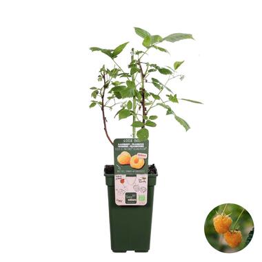Rubus Suguna Yellow – Framboos – Pot 19 CM - Hoogte 45-55 CM product