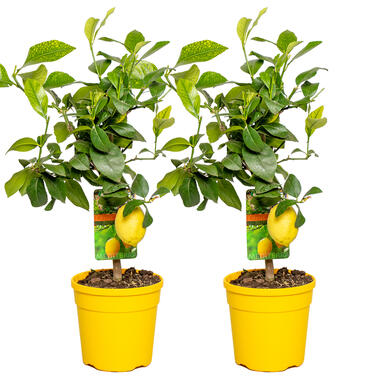 2x Citroenboom - Buitenplant in kwekers⌀ ⌀19 cm - ↕60-70 cm product