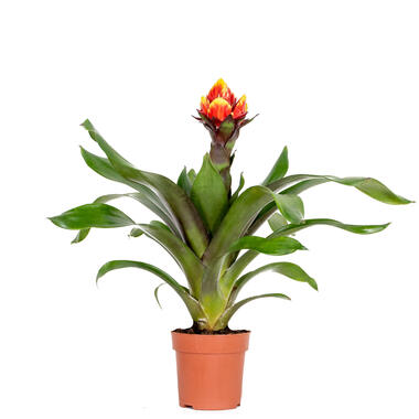 Guzmania Crown – Kokerplant – ⌀12 cm – ↕40-50 cm product