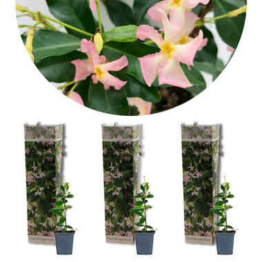 3x Trachelospermum jasminoides 'Pink Showers' – ⌀9 cm - ↕15-20 cm product