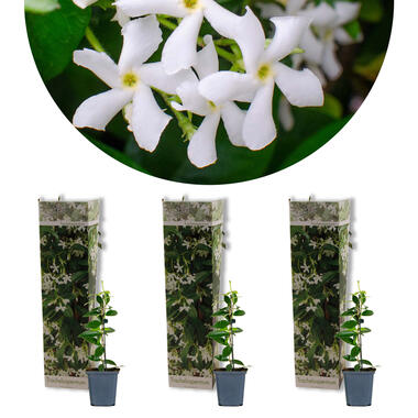 3x Trachelospermum Jasminoides – Toscaanse Jasmijn – ⌀9 cm - ↕15-20 cm product