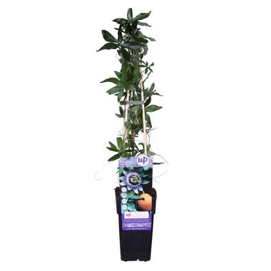 Passiflora Caerulea – Passiebloem - ⌀15 cm - ↕ 60-70 cm product