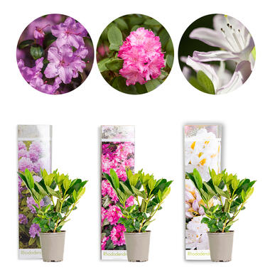 3x Rhododendron Mix – Rhododendron – ⌀09 cm - ↕15-20 cm product