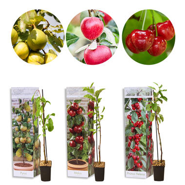 3x Mini Fruit Mix – Fruitbomen – ⌀9 cm - ↕30-35 cm product