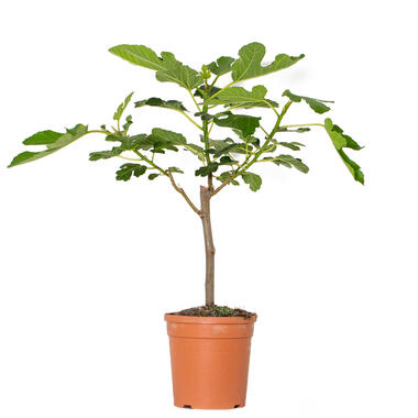 Ficus Carica - Vijgenboom - ⌀17 cm - ↕60-70 cm product