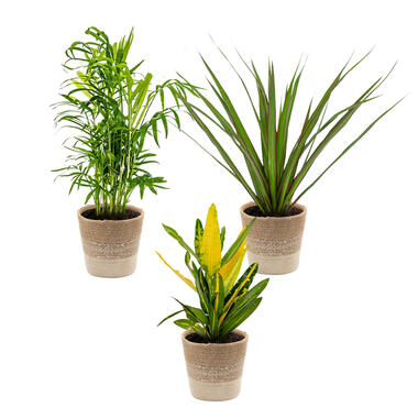 3x Tropische kamerplanten mix Incl. Mand – ⌀12 cm - ↕ 25-40 cm product