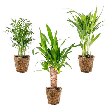 3x Tropische Palmen Mix Incl. Mand – ⌀12 cm - ↕20-45 cm product