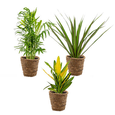 3x Tropische kamerplanten mix Incl. Mand – ⌀12 cm - ↕ 25-40 cm product