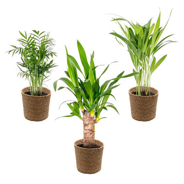 3x Tropische Palmen Mix Incl. Mand - ⌀12 cm - ↕20-45 cm product
