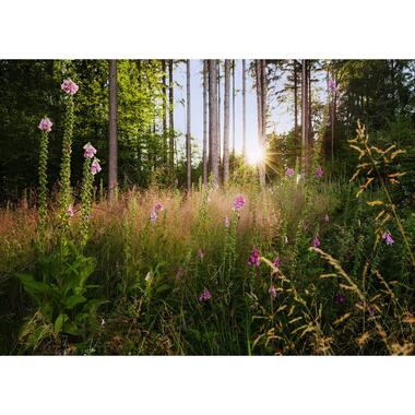 Komar fotobehang - Summer Glade - groen - 350 x 250 cm - 611634 product