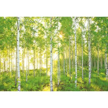 Komar fotobehang - Sunday - groen - 368 x 254 cm - 610986 product