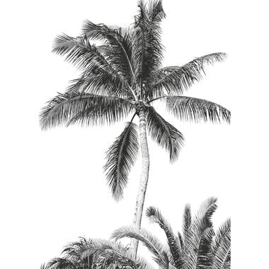 Komar fotobehang - Retro Palm - zwart wit - 200 x 280 cm - 610833 product