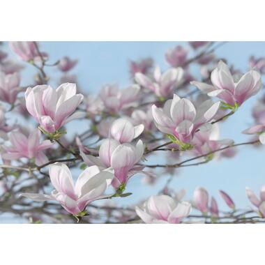 Komar fotobehang - magnolia - roze en blauw - 368 x 254 cm - 611003 product