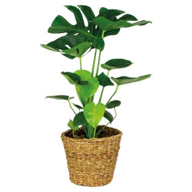 Monstera Deliciosa incl. siermand - Gatenplant - ⌀21 cm - ↕70-80 cm product