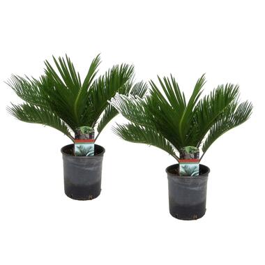 Cycas Revoluta - Set van 2 - Varenpalm - Pot 15cm - Hoogte 45-60cm product