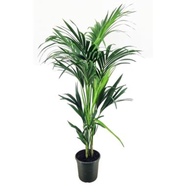 Howea Forsteriana - Kentiapalm - XL kamerplant - Pot 21cm - Hoogte 130-140cm product