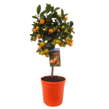 Citrus Calamondin - Citrusboom - Pot 19cm - Hoogte 55-65cm product