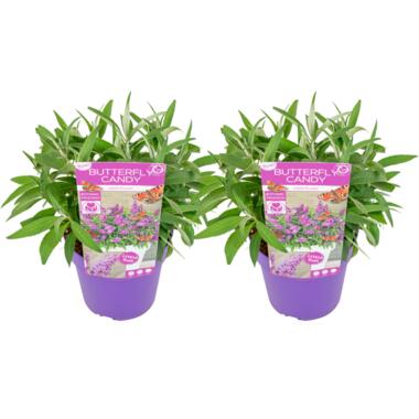 Buddleja Candy Little Purple - Set van 2 - Vlinderstruik - ⌀19cm - Hoog 30-40cm product