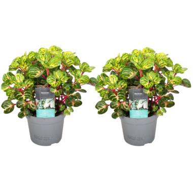 Iresine Herbsti 'Yellow' - Set van 2 - Biefstukplant - Pot 13cm - Hoogte 20-30cm product