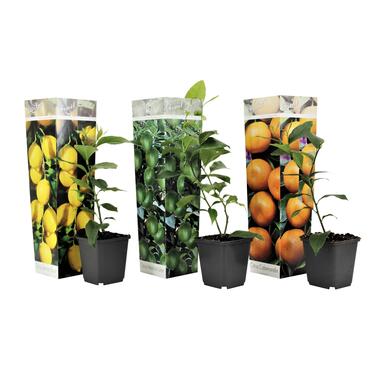 Citrus Mix - Set van 3 - Citroen, Limoen, Sinaasappel - Pot 9cm - Hoogte 25-40cm product