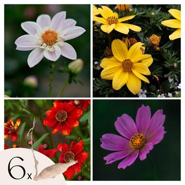 Dahlia Topmix - Set van 6 - Bloembollenmix