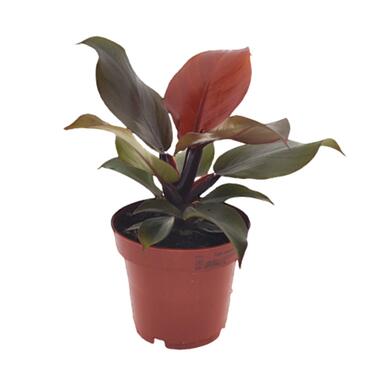 Philodendron 'Zonlicht' - Kamerplant - Pot 12cm - Hoogte 20-30cm product