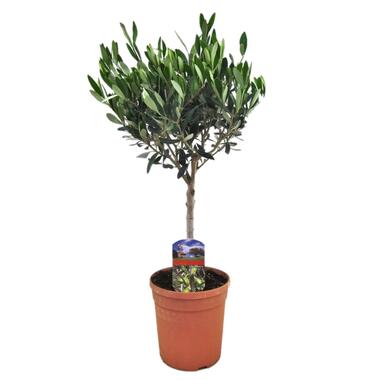 Olea Europaea - Winterharde olijfboom op stam - Pot 17cm - Hoogte 60-70cm product