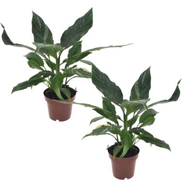 Spathiphyllum Diamond - Set van 2 - Luchtzuiverend - Pot 12cm - Hoogte 40-50cm product