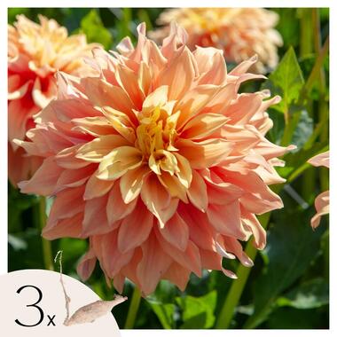 Dahliaknollen - Set van 3 - Dahlia 'Tyrell' - Groen