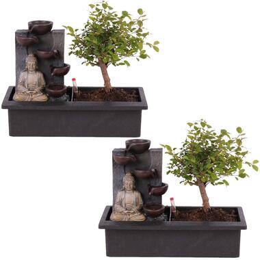 Bonsaiboompje met Easy-care watersysteem - Set van 2 - Boeddha - Hoogte 25-35cm product