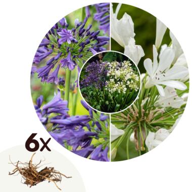 Afrikaanse lelie - Set van 6 - Agapanthus Africanus, Orientalis - Wortelstokken product