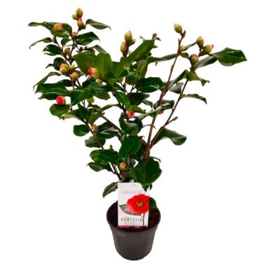 Camellia japonica 'Dr. King' - Japanse Roos - Pot 15cm - Hoogte 50-60cm product