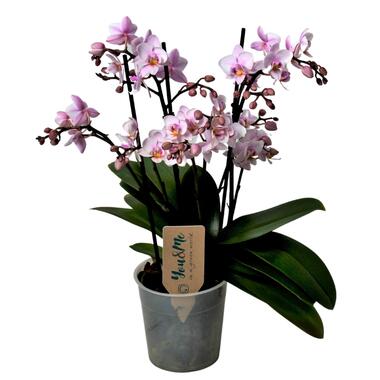 Orchidee roze - Phalaenopsis Multiflora - Hoogte 35-45cm - ⌀12cm product