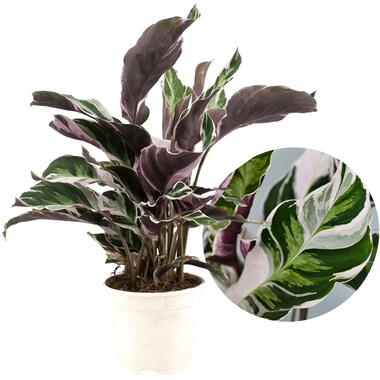 Calathea 'Fusion White' - Luchtzuiverend - Kamerplant - ⌀14cm - Hoogte 30-40cm product