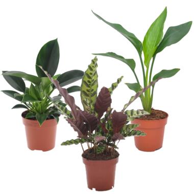 Groene kamerplanten 'Tropisch' - Mix van 3 - Pot 12cm - Hoogte 25-40cm product