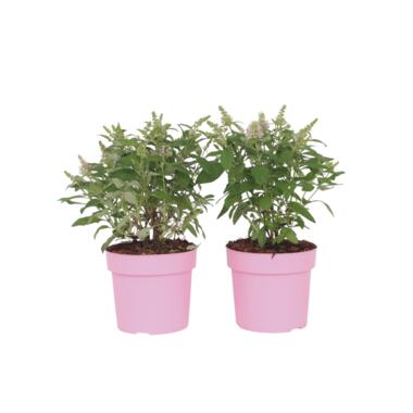 Vlinderstruik - Set van 2 - Buddleja davidii 'Candy' - Hoogte 30-40cm - ⌀19cm product