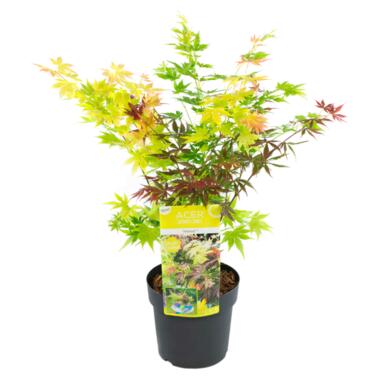 Acer palmatum 'Festival' - Japanse Esdoorn - Pot 19cm - Hoogte 60-70cm product