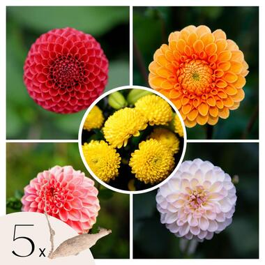 Dahlia Pompon - Dahlia knollen - Mix van 5