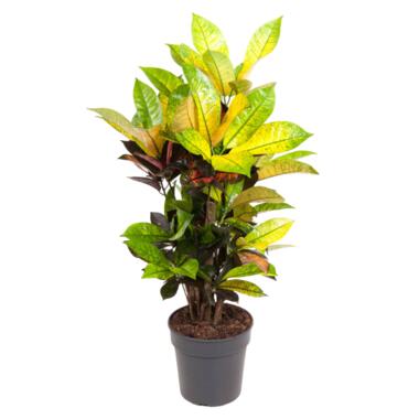 Codiaeum variegatum 'Mrs. Iceton' - Croton - Pot 19cm - Hoogte 60-70cm product