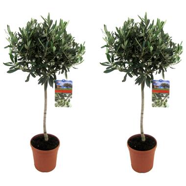 Olijfboom - Set van 2 - Olea europaea - Hoogte 90-100cm - ⌀21cm product