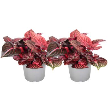 Iresine Herbstii 'Red' - Set van 2 - Biefstukplant - Pot 13cm - Hoogte 20-30cm product