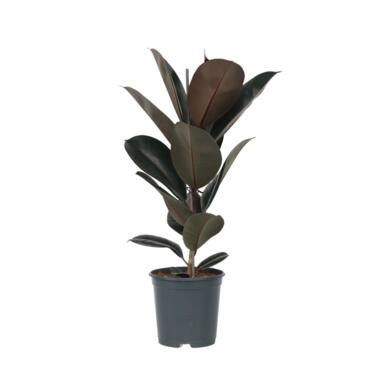 ficus elastica abidjan - Rubberboom - Pot 24cm - Hoogte 75-100cm product