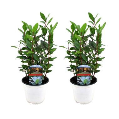 Keukenlaurier- Set van 2 - Laurus Nobilis - Pot 14cm - Hoogte 30-40cm product