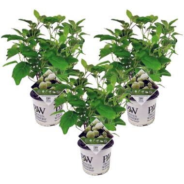 Hydrangea Strong Annabelle - 3 stuks - Hortensia - Pot 19cm - Hoogte 30-40cm product
