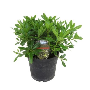 Pittosporum tobira nanum - Bloeiende Laurierstruik - Pot 19cm - Hoogte 30-40cm product